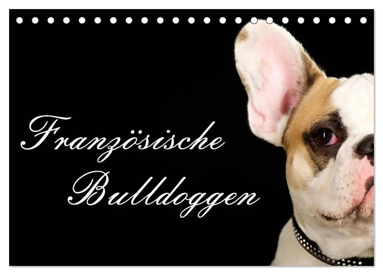 Cover: 9783516147094 | Französische Bulldoggen (Tischkalender 2026 DIN A5 quer), CALVENDO...
